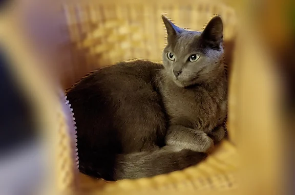 Chat perdu mâle, Rue de la Pilate, 29, Saint-Jacques-de-la-Lande, Alès - tout gris, yeux verts - photo