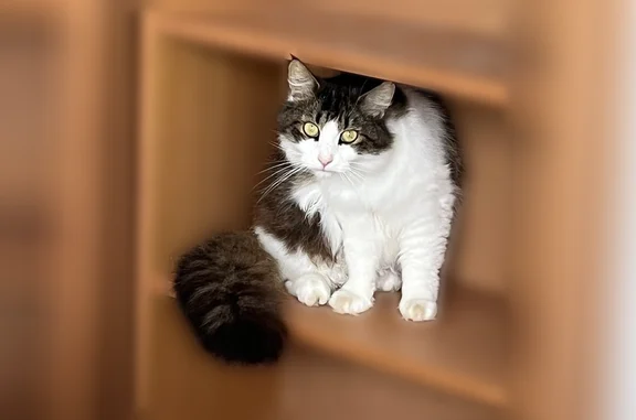 Chat perdu mâle, Chemin des Houles, 21, Dinard, Auray - affectueux et très curieux - photo