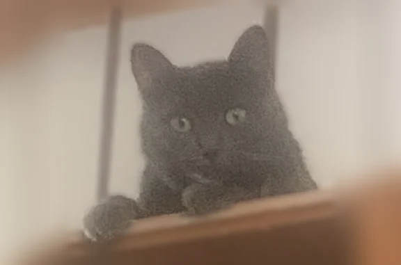 Chat perdu femelle, Avenue de la Libération, Arles - très craintive et très câline - photo