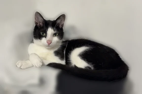 Chat perdu mâle, Chemin de Foray, 27, Cognin - chat d’intérieur, très craintif - photo