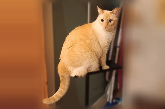 Chat perdu, femelle, Rue Gambetta, 13, Saint-Étienne, Paris — pelage court blanc beige, yeux bleus - photo