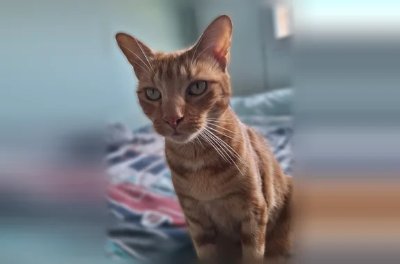 Chat perdu femelle, Chemin de la Raze, 19, Cournon-d'Auvergne — stérilisé et pucé - photo