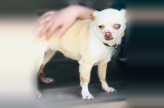 Lost dog, East Avenue C, 300, Belton - photo