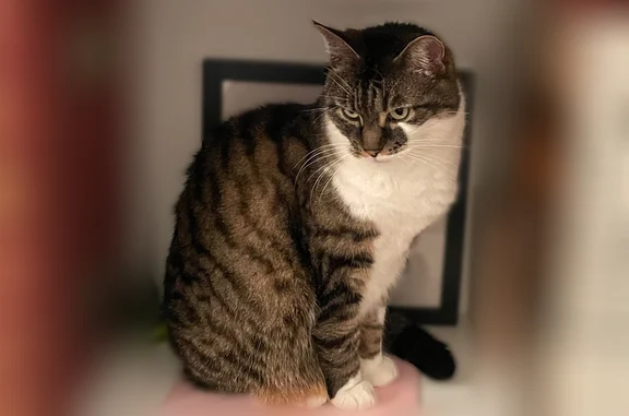 Chat perdu femelle, Rue Emile Zola, 61, Le Bouscat - tigrée, 10 ans - photo