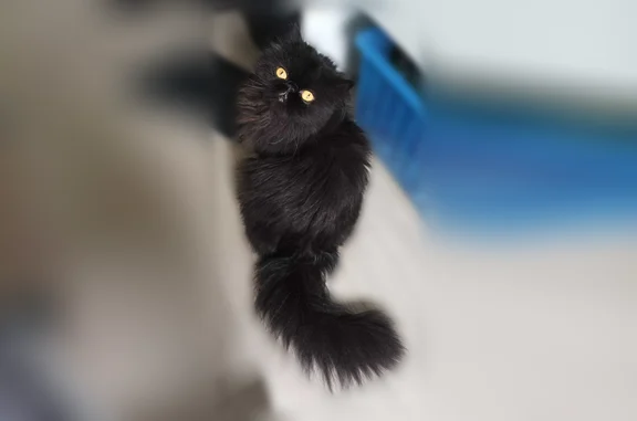 Animaux perdus et trouvés Ceyrat, photo: Chat perdu mâle, Rue de la Liberté, 6, Ceyrat - persan noir à poil long