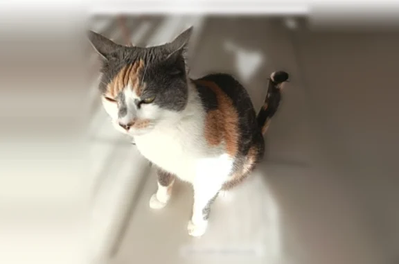 Chat perdu, Avenue Julien Lauprêtre, 1, Cabestany - femelle rouquine blanche et noire - photo