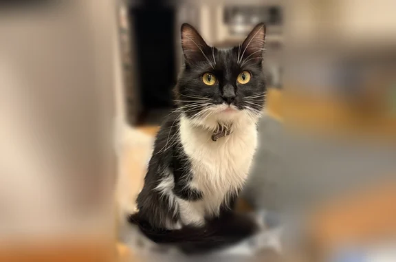 Lost cat, Oak Forest Drive, 4010, Panama City - female, black and white, small size, with a bell collar - photo