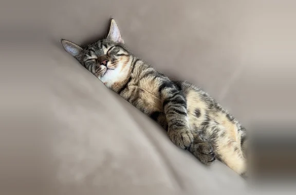 Chat perdu mâle, Paris - photo