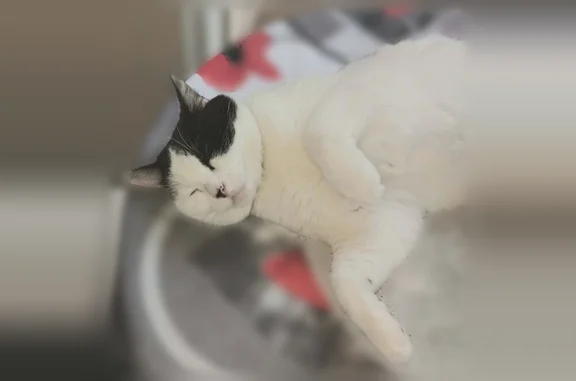 Chat perdu, Paris, photo: Chat perdu, femelle, Avenue Charles de Gaulle, 118, Tassin-la-Demi-Lune, Paris - gentille et un peu peureuse