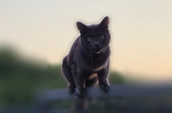 Chat perdu mâle, Allée des Henson, 23, Amiens — craintif - photo