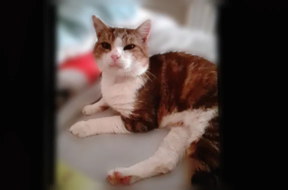 Chat perdu, Ussel, photo: Chat perdu mâle, Rue des Bruyères de la Jaloustre, 17, Ussel - oreille droite abîmée