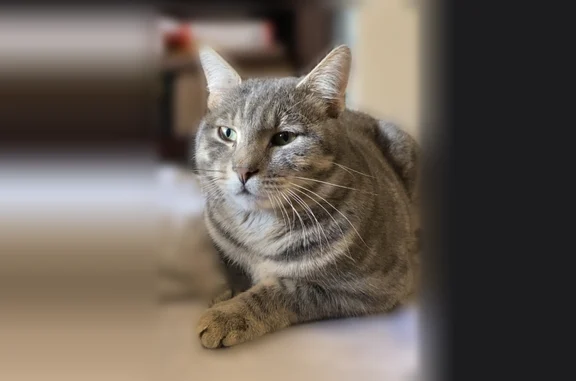 Chat perdu mâle, Rue de la Ferme, Orly, Charbonnières-les-Varennes - blessure à l’oreille - photo