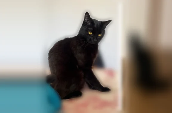 Chat perdu, Impasse Henri Bouchard, 3, Dijon - femelle toute noire - photo