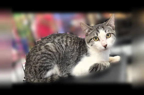 Lost cat, Cypress, TX 77433, USA, Houston - male tabby with a white underside - photo