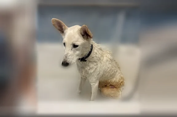 Missing dog Buffalo, photo: Lost dog, Hampshire Street, 237, Buffalo - male, deaf, elderly