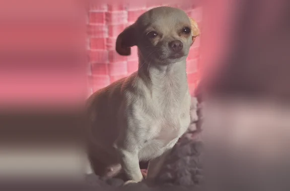 Lost dog, North Atlanta Avenue East, 1772, Tulsa - female, white and caramel-colored - photo