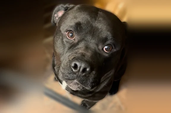 Missing dog Harvey, photo: Lost dog, Wallace Street, 14308, Harvey — black with white chest patch