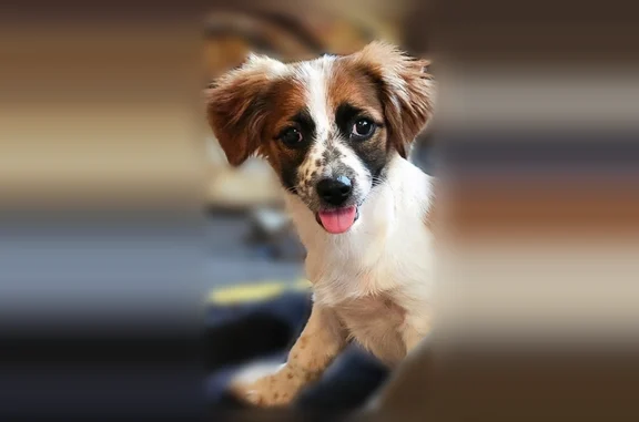 Lost dog, Lee County Road 240, 7037, Phenix City - small, brown and white - photo