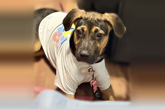 Lost pets Austin, photo: Lost dog, Blue Spruce Circle, 5003, Austin - female, black and brown lanky legs