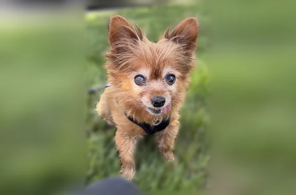 Lost dog, Brace Street, 6490, Detroit - female chihuahua mix, brown, one-eyed - photo