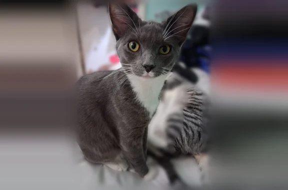 Lost cat, West Cherry Street, 104, Marion - male, shy, never been outside - photo