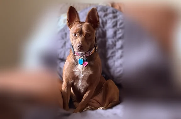 Lost dog, Themis Street Southeast, 1010, Leesburg - female, small, light brown - photo
