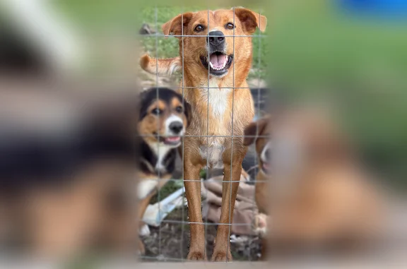 Lost dog, Benton Pike Northeast, Climer, East Cleveland - soft brown with white nose and paws - photo