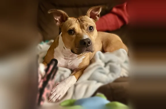 Lost dog, Garnet Mine Road, 3576, Bethel Township, Arden - female, light brown with white paws - photo