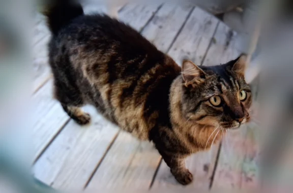 Lost pets Belleview, photo: Lost cat, Belleview, Florida - female, shy, left ear tip cut