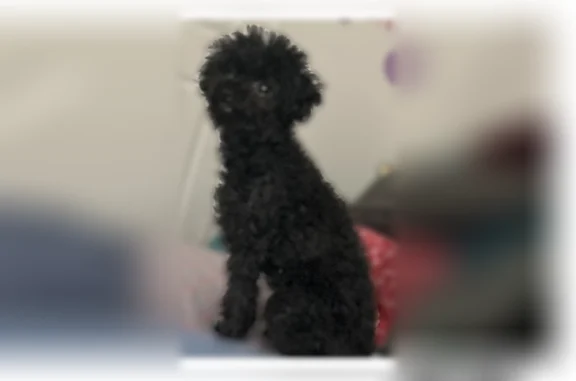 Lost dog, Fountain Falls Way, 3260, North Las Vegas - very small black toy poodle - photo