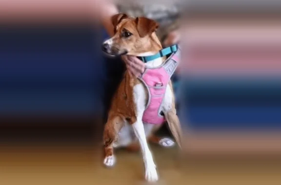 Skiddish girl, jumped out of her harness when she arrived at her new home. Wearing blue collar in picture, does not have tags yet. Should respond to Moana