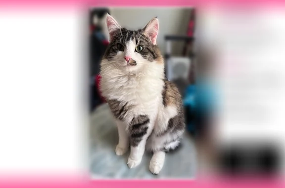 Lost cat, South Quaker Lane, 34, West Hartford, Hartford - male Norwegian Forest Cat - photo