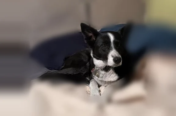 Xena is a 7 yo border collie who escaped my sister yard while we were visiting. She has been abused by children and men in the past so she is very hesitant around them and could bite. She does better with women. Please help us find her! She does have a tag with my phone number 712-303-0989 but my sister Denise Hall’s local number is 435-896-4306. She is current on all of her immunizations. She is microchipped. Please help!