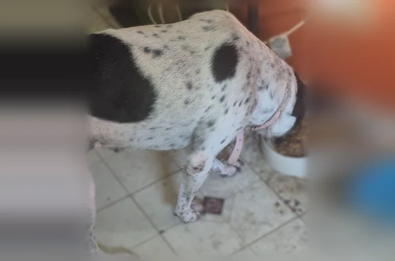 Lost dog, Summit Ridge Drive, 542, Duncanville - female, white with black markings - photo
