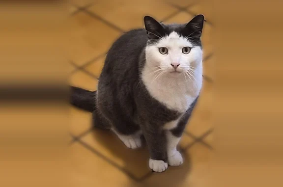 Chat perdu, Toulouse, photo: Chat perdu mâle, Rue du Général Leclerc, Obernai, Toulouse - gris et blanc avec collier en plastique gris
