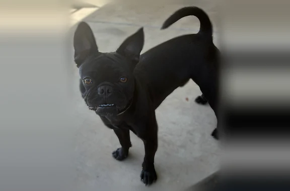 Missing dog Anaheim, photo: Lost dog, Laurelwood Avenue, 120, Placentia, Anaheim - black French bulldog pug mix, grey flea collar