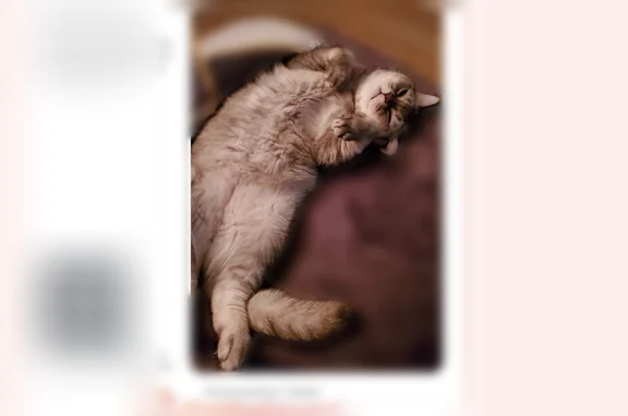 Chat perdu, Propriano, photo: Chat perdu mâle, ZI de Tavaria, Propriano - gris argenté, castré et pucé