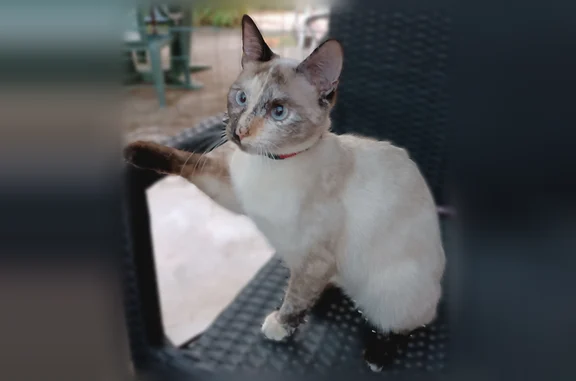Chat perdu, Cité 4 Ème Avenue, 16, Sarreguemines - femelle, collier rose avec clochette - photo
