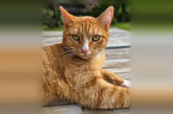 Chat perdu mâle, Paris - roux tigré, blanc sur les pattes, bout de la queue et le cou - photo