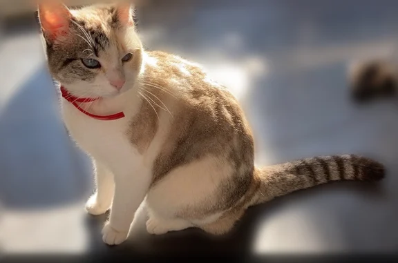 Chat perdu, Le Fleix, photo: Chat perdu, Avenue de la Libération, Eysines - femelle, blanc avec des taches grises et marrons