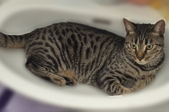 Chat perdu mâle, Rue Cécilia Kellermann, 11, Annet-sur-Marne - tigré type bengal - photo