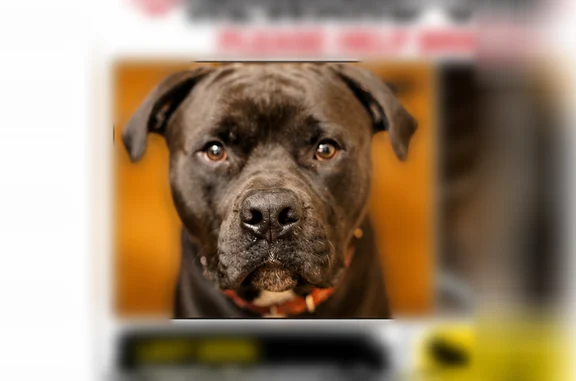 Lost dog, South Wallace Avenue, 14501, Riverdale - photo