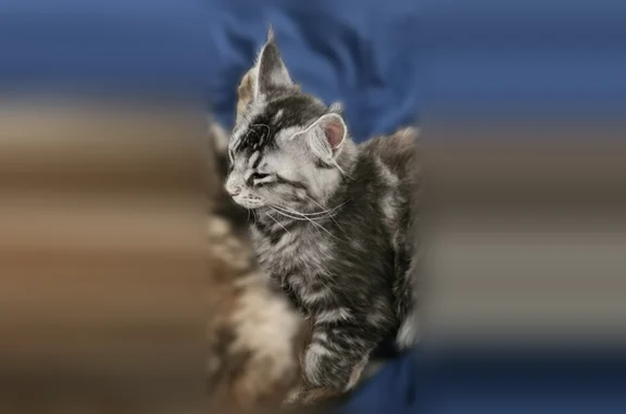 Chat perdu, femelle, Rochefort, 21, Saint-Abraham, Malestroit - grise tigrée - photo