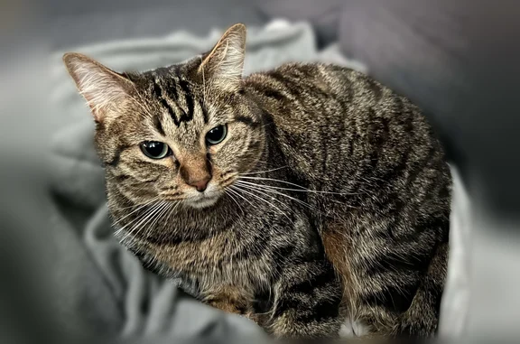 Chat de type européen avec un poile marron tigré Yeux verts Caractère très craintive qui aura tendance à se cacher