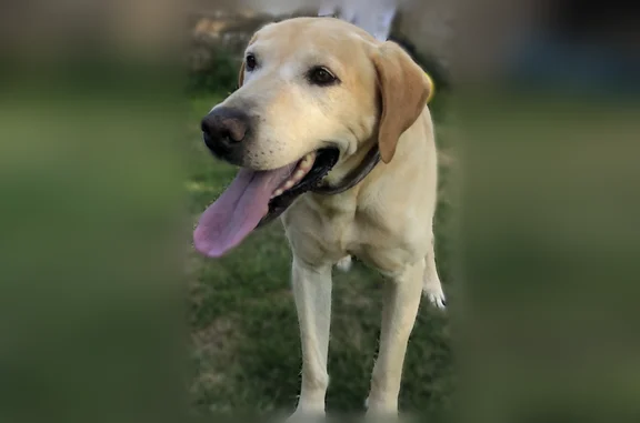 C’est un labrador, avec une taille moyenne, il pèse dans les 45kg, il a le poil court et il est très aimable. Nous ignorons comment il a pu partir.