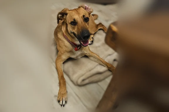 Chien trouvé Narbonne, photo: Chien trouvé femelle, Place de l'Hôtel de Ville, 19, Narbonne - collier rouge