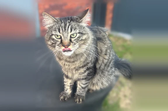 Chat a poils long tigré il ne s’approche pas facilement des inconnu , n’est pas revenu dans la nuit du 23 au 24 juin