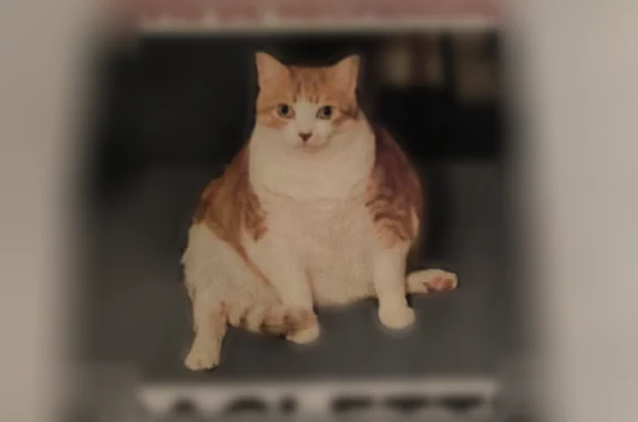 Chat perdu, Le Vigen, photo: Perdu chat femelle, Chez Fournier, 85, Limoges - blanc et roux, un peu en surpoids