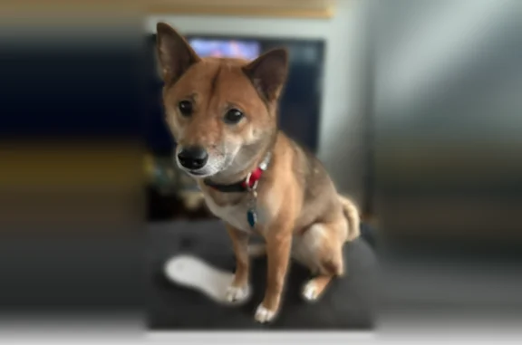 Lost female dog, Shore Drive, Mastic Beach, Hampton Bays - 6-year-old brown Shiba Inu with a red collar - photo