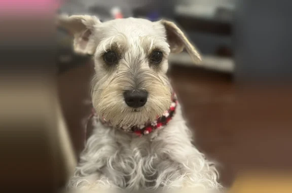 Lost and found pets Corpus Christi, photo: Lost female dog, Fort Worth Street, 3933, Corpus Christi - small Miniature Schnauzer, white and light gray, 10 pounds